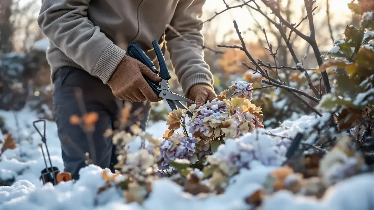 Tisíce zahradníků zanedbávají klíčový úkon pro hortenzie který málokdo provádí